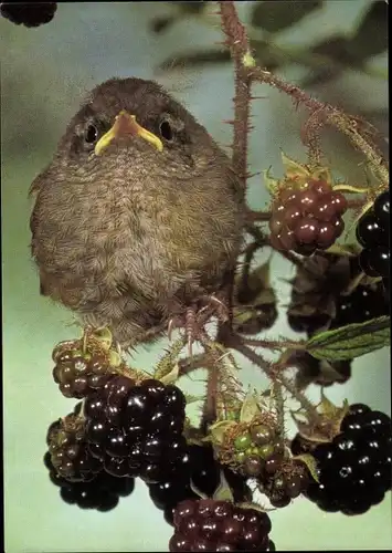 Ak Junger Zaunkönig, Brombeeren, DJH Spendenkarte