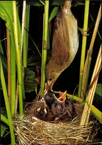Ak Teichrohrsänger, Küken im Nest, DJH Spendenkarte