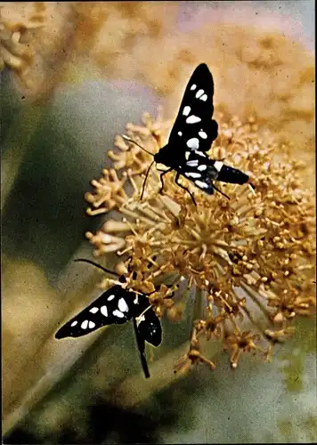 Ak Weißfleckwidderchen, Schmetterling, DJH Spendenkarte