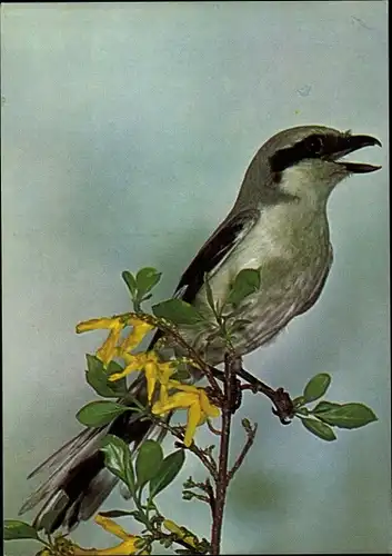 Ak Würger im Jugendkleid, DJH Spendenkarte