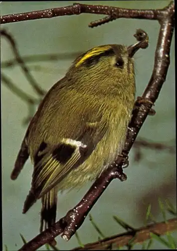 Ak Wintergoldhähnchen, DJH Spendenkarte