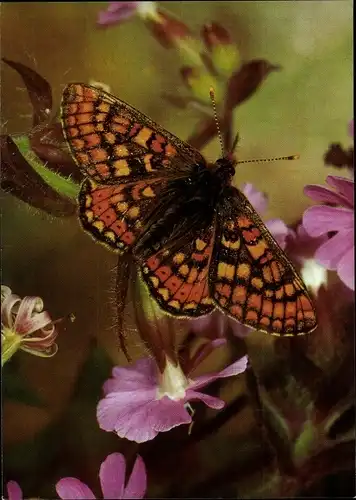 Ak Scheckenfalter, Schmetterling, DJH Spendenkarte