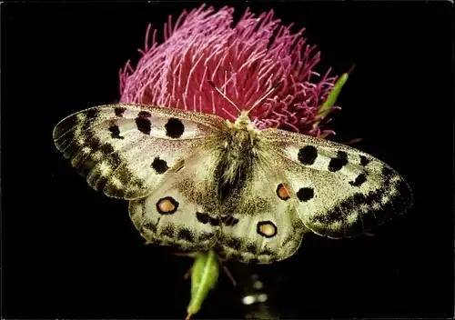 Ak Apollofalter, Schmetterling, DJH Spendenkarte