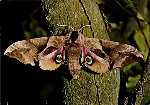 Ak Abendpfauenauge, Nachtfalter, Schmetterling, DJH Spendenkarte