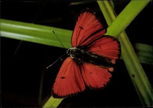 Ak Großer Ampferfeuerfalter, Schmetterling, DJH Spendenkarte