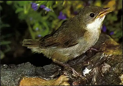 Ak Junge Dorngrasmücke, DJH Spendenkarte