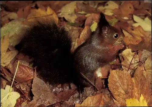 Ak Eichhörnchen, DJH Spendenkarte