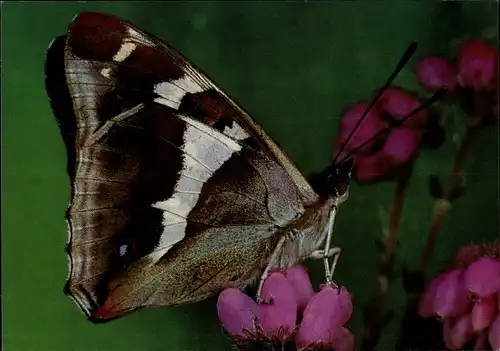 Ak Großer Eisfalter, Schmetterling, DJH Spendenkarte