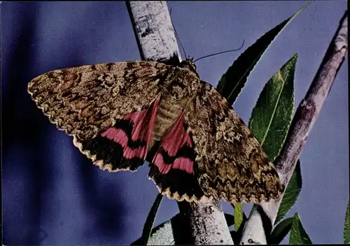 Ak Eichenkarmin, Schmetterling, DJH Spendenkarte