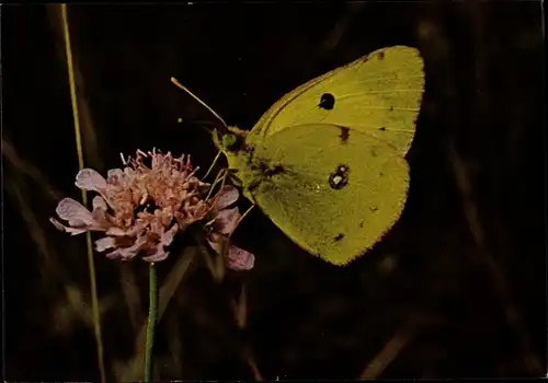 Ak Heufalter, Schmetterling, DJH Spendenkarte