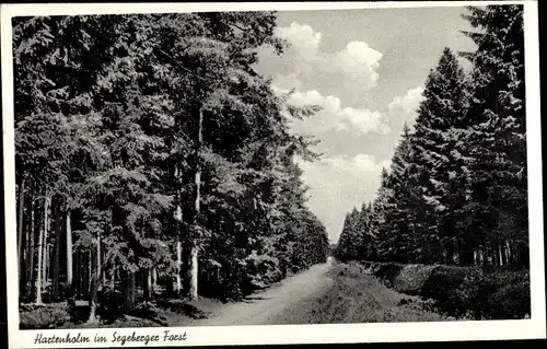 Ak Hartenholm Schleswig Holstein, Partie im Segeberger Forst