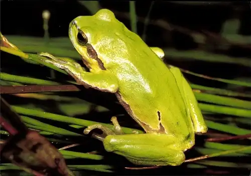 Ak Laubfrosch, DJH Spendenkarte