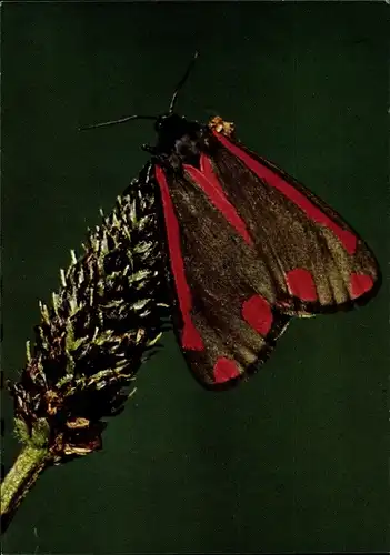 Ak Karminbär, Schmetterling, DJH Spendenkarte