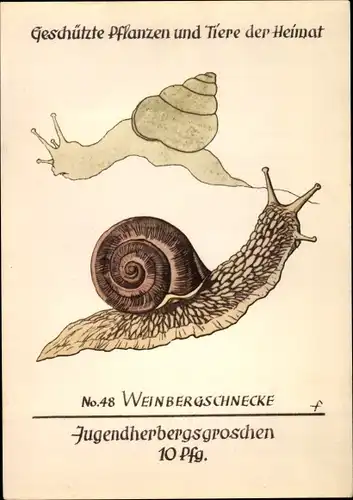 Ak Weinbergschnecke, Jugendherbergsgroschen 10 Pfennig