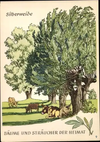 Ak Silberweide, Bäume und Sträucher der Heimat, DJH Jugendherbergsgroschen