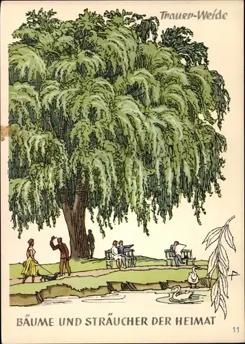Ak Trauerweide, Bäume und Sträucher der Heimat, DJH Jugendherbergsgroschen