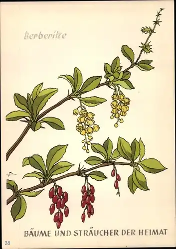 Ak Berberitze, Bäume und Sträucher der Heimat, DJH Jugendherbergsgroschen