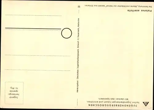 Ak Platane, Bäume und Sträucher der Heimat, DJH Jugendherbergsgroschen
