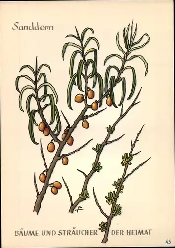 Ak Sanddorn, Bäume und Sträucher der Heimat, DJH Jugendherbergsgroschen