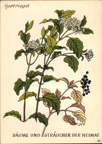 Ak Hartriegel, Bäume und Sträucher der Heimat, DJH Jugendherbergsgroschen