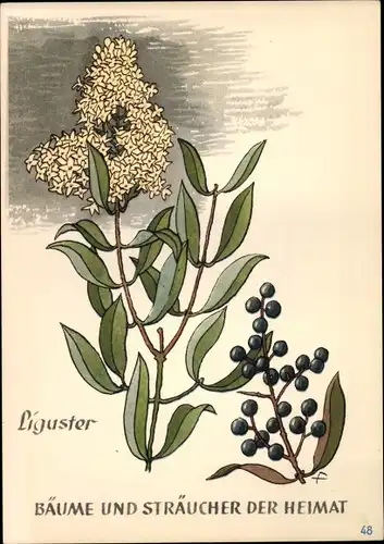 Ak Liguster, Bäume und Sträucher der Heimat, DJH Jugendherbergsgroschen