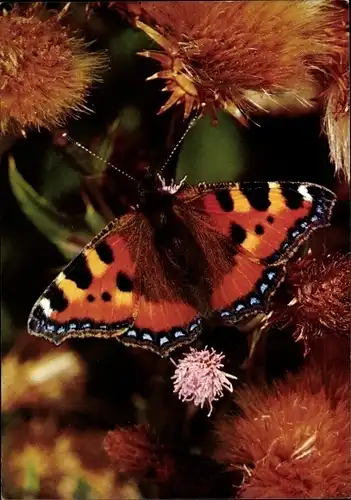 Ak Kleiner Fuchs, Schmetterling, DJH Spendenkarte