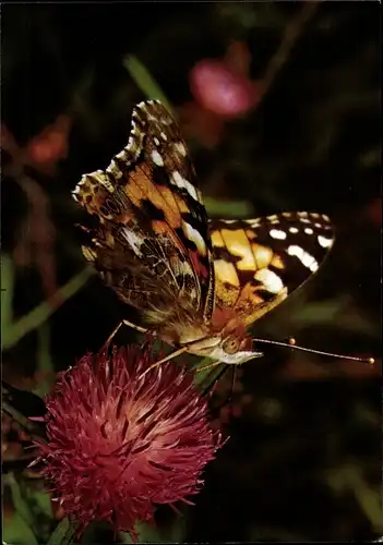 Ak Distelfalter, Schmetterling, DJH Spendenkarte