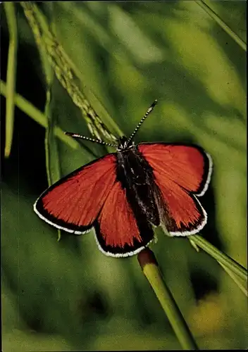 Ak Dukatenfalter, Schmetterling, DJH Spendenkarte