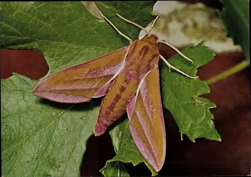 Ak Mittlerer Weinschwärmer, Nachtfalter, Schmetterling, DJH Spendenkarte