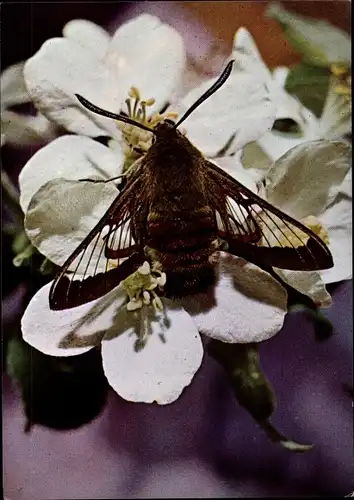 Ak Hummelschwärmer, Schmetterling, DJH Spendenkarte