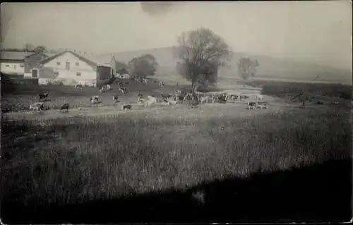 Foto Ak Burgau in Schwaben, Rinder auf der Weide, Bauernhof