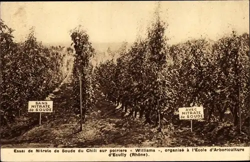 Ak Ecully Rhone, Ecole d'Arboriculture, Essai de Nitrate de Soude du Chili sur poiriers Williams