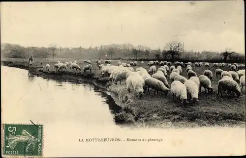 Ak Lamotte Beuvron Loir et Cher, Moutons au paturage