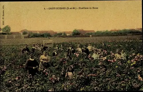 Ak Grisy Suisnes Seine et Marne, Cueillette de Roses