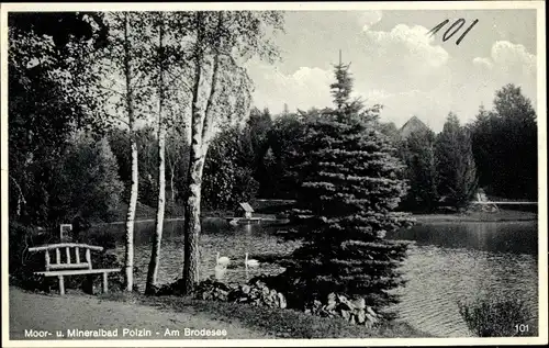 Ak Polczyn Zdrój Bad Polzin Pommern, Brodesee, Schwäne