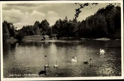 Ak Polczyn Zdrój Bad Polzin Pommern, Brodesee, Schwäne