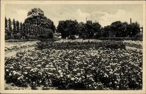Ak Meerane in Sachsen, Partie im Rosarium