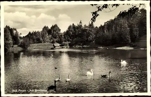 Ak Polczyn Zdrój Bad Polzin Pommern, Brodesee, Schwäne