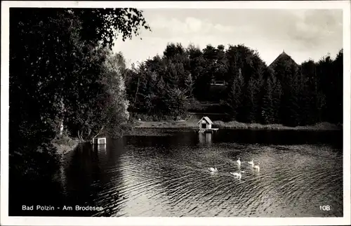 Ak Polczyn Zdrój Bad Polzin Pommern, Brodesee, Schwäne