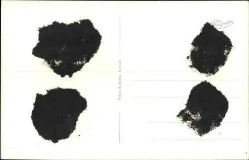 Ak Polczyn Zdrój Bad Polzin Pommern, Brodesee, Schwäne