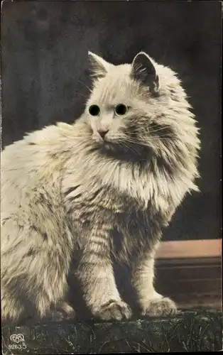 Glasaugen Ak Katze mit langem Fell