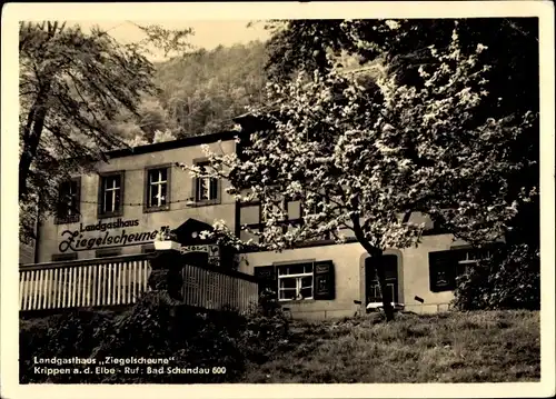 Ak Krippen Bad Schandau Sächsische Schweiz, Landgasthaus Ziegelscheune