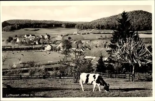 Ak Istrup Brakel in Westfalen, Blick auf den Ort, Kuh auf der Weide