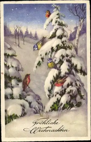 Ak Glückwunsch Weihnachten, Vögel auf schneebedecktem Tannenbaum