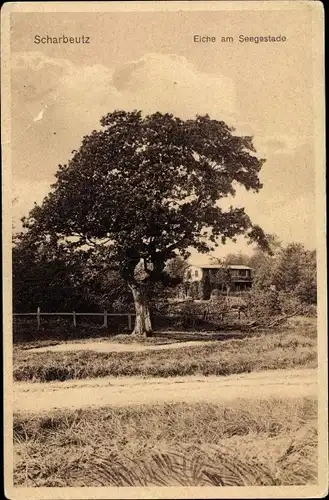 Ak Scharbeutz in Ostholstein, Eiche am Seegestade