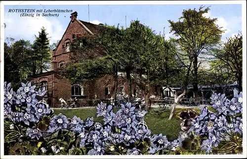 Ak Sohland am Rotstein Reichenbach in der Oberlausitz, Gasthaus Rothstein, Leberblümchen