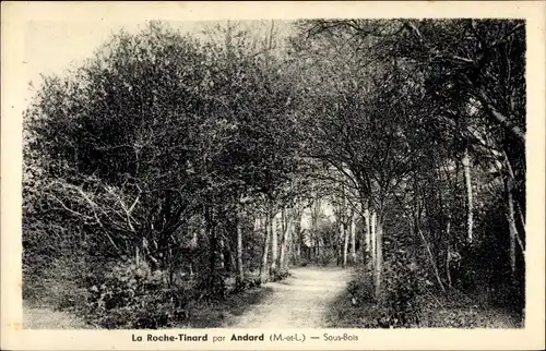 Ak Loire Authion Maine et Loire, La Roche Tinard, Sous Bois