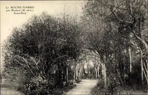 Ak Loire Authion Maine et Loire, La Roche Tinard, Sous Bois