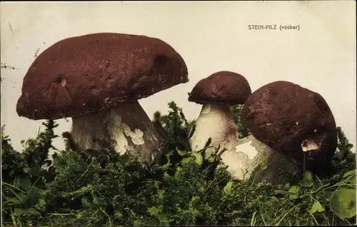 Ak Steinpilze, Speisepilze