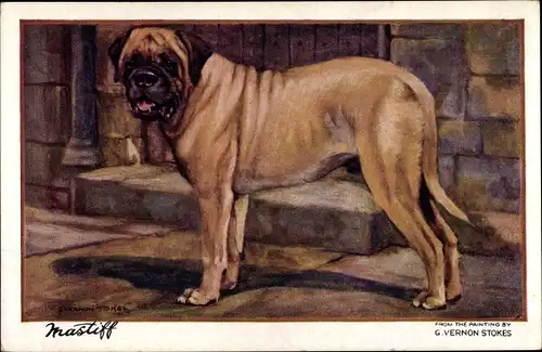 Künstler Ak Stokes, G. Vernon, Mastiff, Hundeportrait